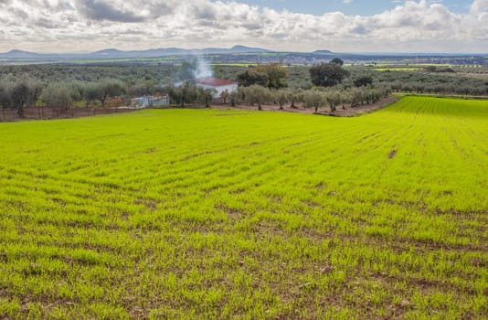 Mirandilla outskirts, Badajoz, Extremadura, Spain. Olive groves an cereals field overview