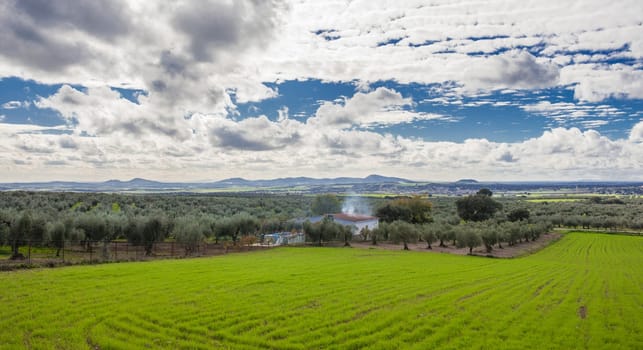 Mirandilla outskirts, Badajoz, Extremadura, Spain. Olive groves an cereals field overview