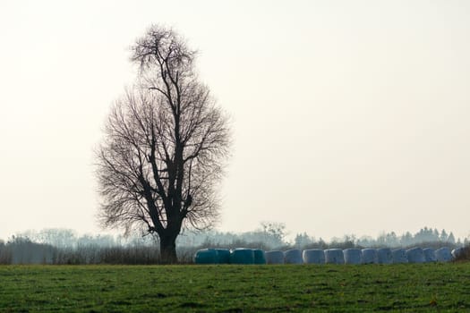 A tall tree without leaves and bales of silage on a meadow against a hazy sky, November day