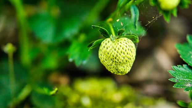 Strawberry plant with green strawberry in the garden. Fruit not yet ripe. Plant photo from nature