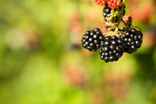 Blackberry on bush with bokeh. Blurred background. Vitamin rich fruit from the garden. Duck time of the fruit. Food photo