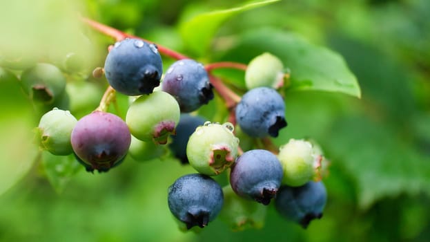 Blueberry on the bush, purple blue fruit. Fruit with green leaves. Harvest from the garden. Food photo
