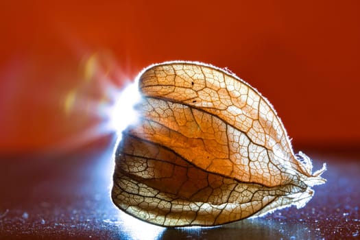 physalis illuminated. Light rays shine behind the fruit past the side. Vitamin C rich fruit. Structures shown in detail. Food photo