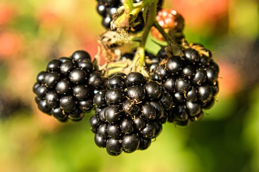 Blackberry on bush with bokeh. Blurred background. Vitamin rich fruit from the garden. Duck time of the fruit. Food photo