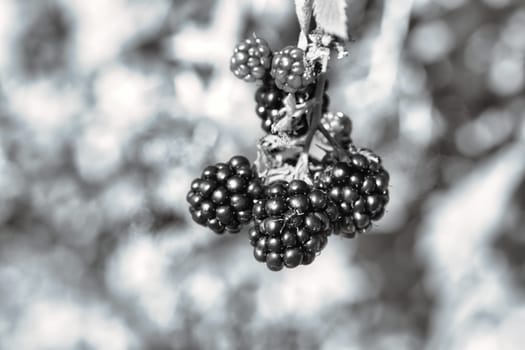 Blackberry in black and white on bush with bokeh. Blurred background. Vitamin rich fruit from the garden. Duck time of the fruit. Food photo