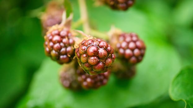 Blackberry on bush with bokeh. Blurred background. Vitamin rich fruit from the garden. Duck time of the fruit. Food photo