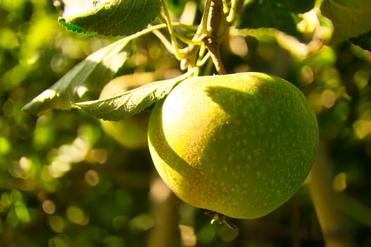 Apple on the branch. Fruit hangs on the tree. Fruit rich in vitamins. Food from the garden.