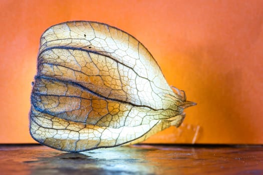 physalis, lit. Fruit shines through the peel. Vitamin C rich fruit. Structures shown in detail. Food photo