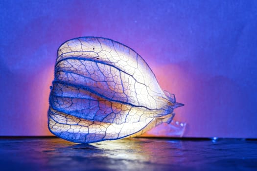 physalis, lit. Fruit shines through the peel. Vitamin C rich fruit. Structures shown in detail. Food photo