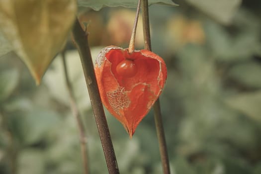 Physalis with opened skin, view of fruit inside. Vitamin rich fruit from the garden. Food for snacking