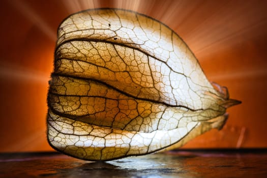 physalis illuminated. Light rays shine behind the fruit past the side. Vitamin C rich fruit. Structures shown in detail. Food photo