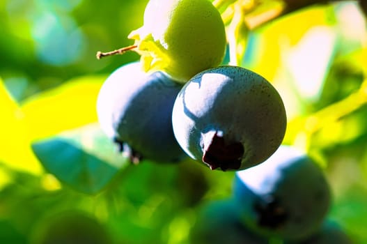 Blueberry on the bush, purple blue fruit. Fruit with green leaves. Harvest from the garden. Food photo