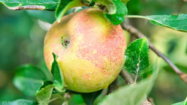 Apple on the branch. Fruit hangs on the tree. Fruit rich in vitamins. Food from the garden.