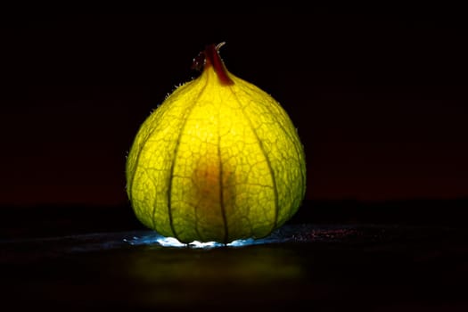 physalis on black wet ground. Lighted fruit. Vitamin C rich fruit. Structures shown in detail. Food photo