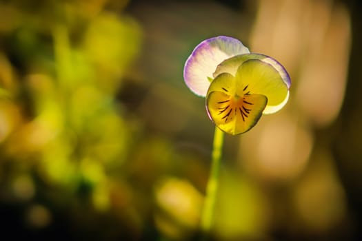 Pansies in beautiful light mood with great bokeh. nature photo. Flowers image