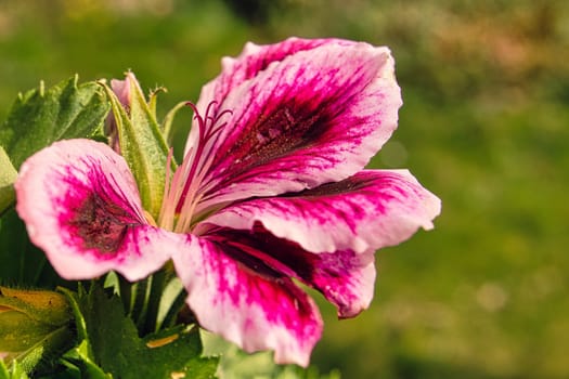 gorgeous geranium with beautiful bokeh in full splendor. nature photo