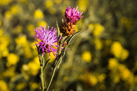 a beautiful prickly thistle with nice bokeh. nature photo. Flowers image