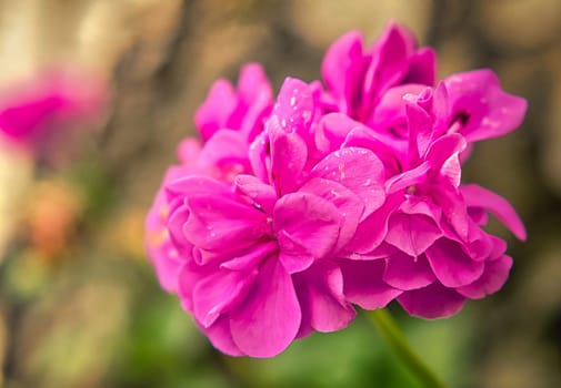 gorgeous geranium with beautiful bokeh in full splendor. nature photo. Flowers image