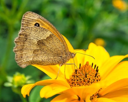 The brown forest bird is a butterfly of the noble butterfly family and is also known as the chimney sweep.