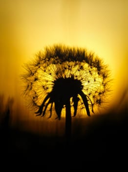 Dandelion in the sunset with beautiful bokeh. Light breaks through the flower. Nature photo