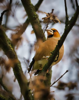 Haw finch on a branch in the tree. Colorful bird in Germany. Animal photo