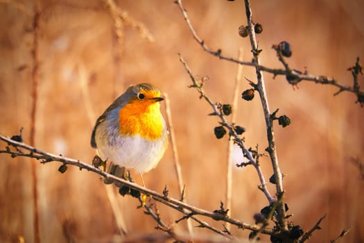 A robin on a juniper branch in evening light mood with beautiful bokeh. Animal Photo