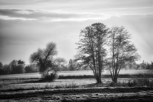a black and white shot of a dreamy meadow in the fog. Landscape photo