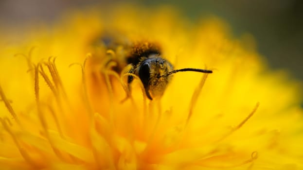 Honey bee collecting pollen in a dandelion flower. Yellow flower. Insect at work. Photo from nature
