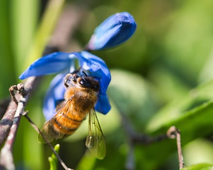 Honey bee collecting pollen on a blue flower. Insect at work. Photo from nature