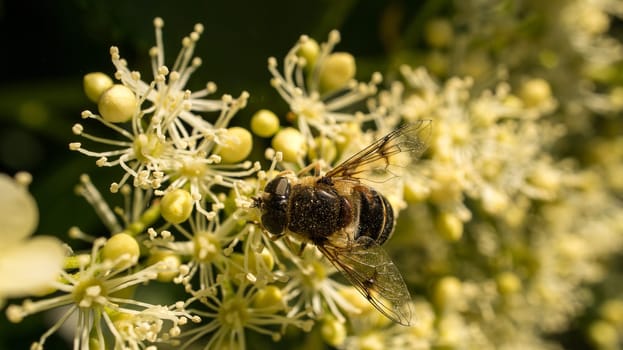 Honey bee collecting pollen on a white flower. Insect at work. Photo from nature