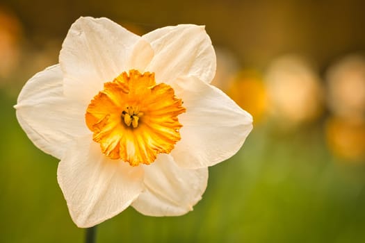 Daffodils with beautiful bokeh. nature photo. Flowers image