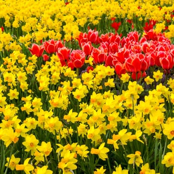 A spring field with spring flowers in Germany