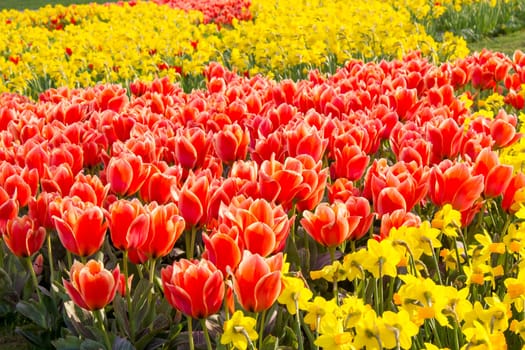 A spring field with spring flowers in Germany