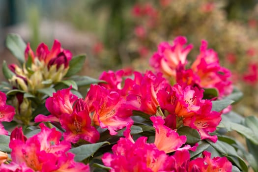 Blooming red rhododendron flowers in a garden