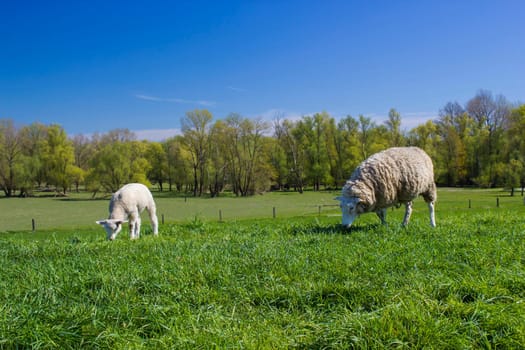 Sheeps in a meadow on green grass, Germany