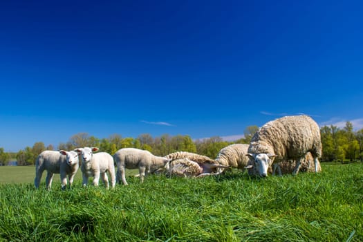 flock of sheep at the lower rhine area in Germany