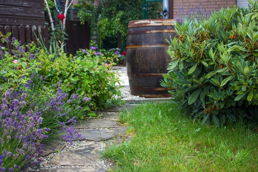 rustic garden -  blooming lavender flowers and rhododendron
