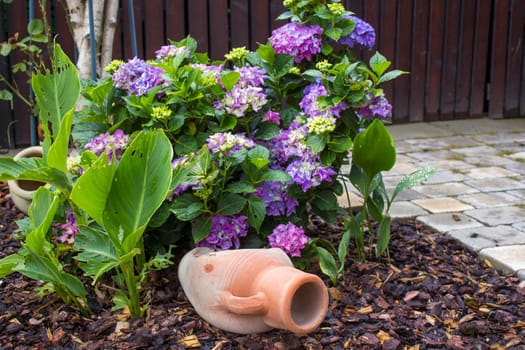 Bush of Hortensia flowers in the garden