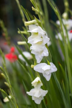 white gladiolus in the garden - soft focus