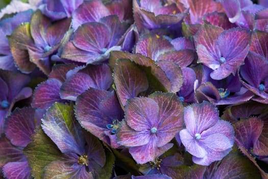 Macro image, blue hydrangea flower background
