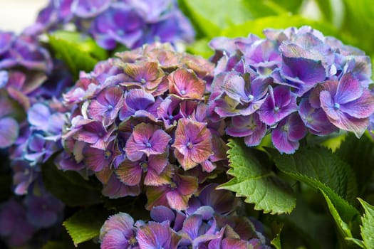 Macro image, blue hydrangea flower background