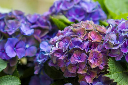Macro image, blue hydrangea flower background