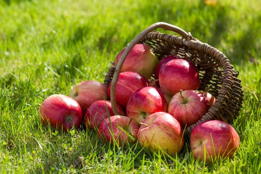 fresh apples in a basket in the garden
