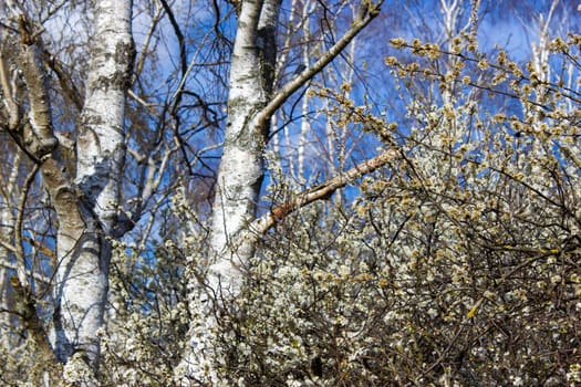 The birch trees, trees in front of spring sky and clouds.