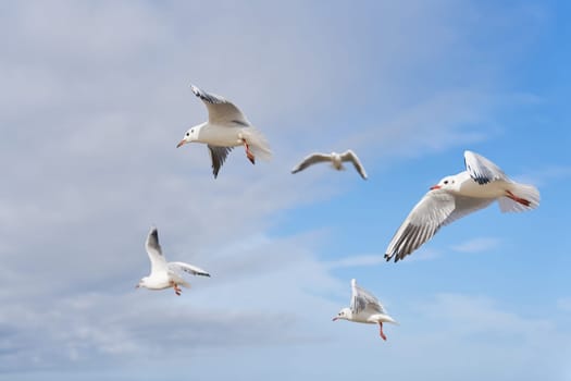 Black-headed Gulls, Chroicocephalus ridibundus in the sky over the Polish Baltic Sea coast near Swinoujscie