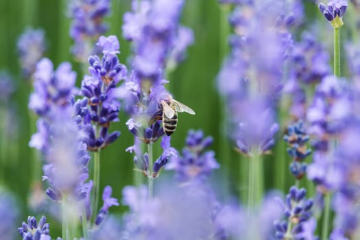 Lavender with bee,close-up of the fragrant blue plant with insect