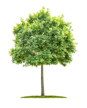 Young oak against a white background
