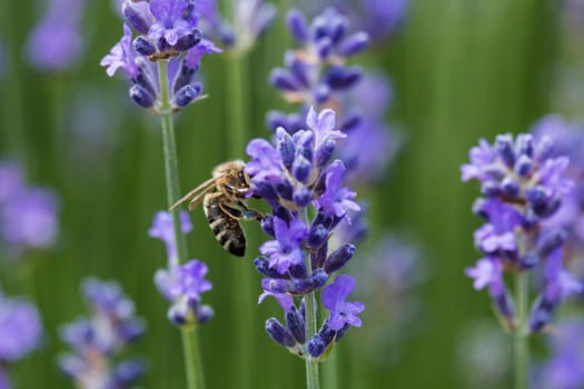 Lavender with bee,close-up of the fragrant blue plant with insect