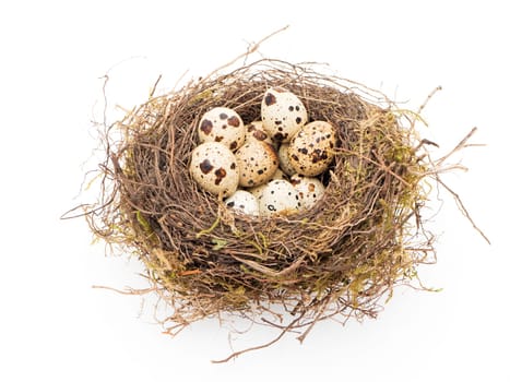 Quail eggs in the nest