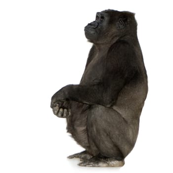Young Silverback Gorilla in front of a white background